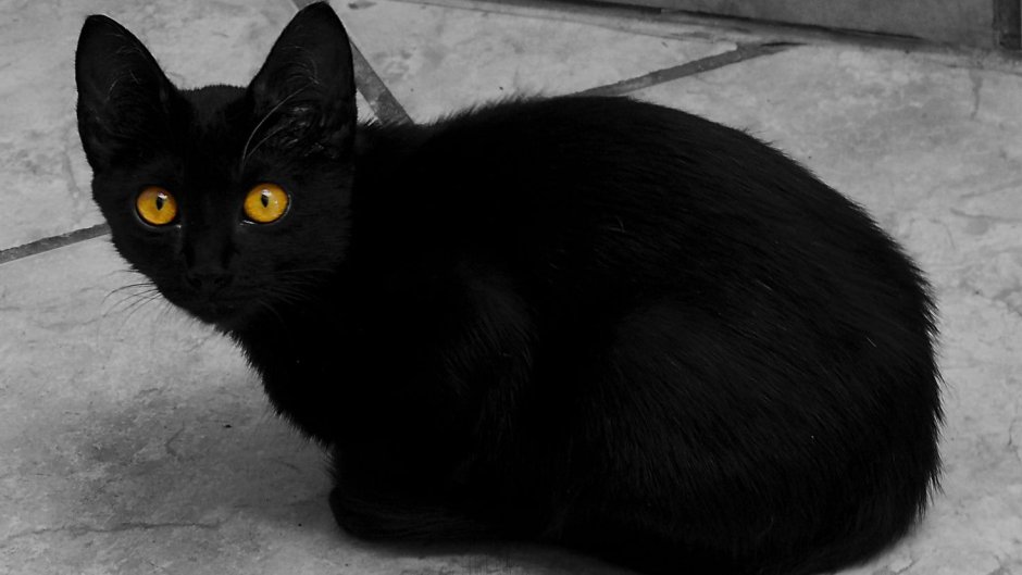 Авы для КС котики