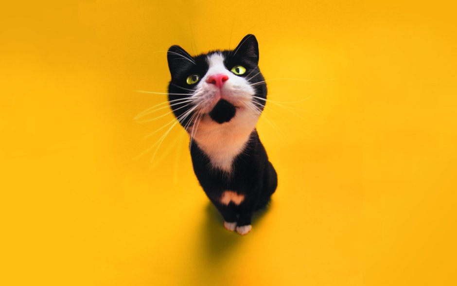 Черная кошка фото