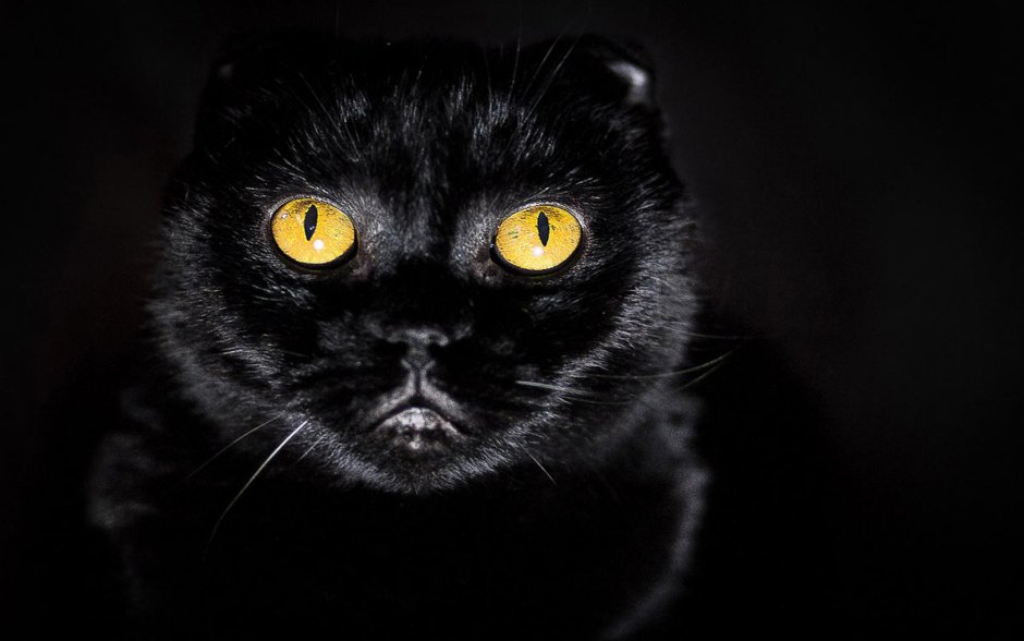 Черный котик на солнце