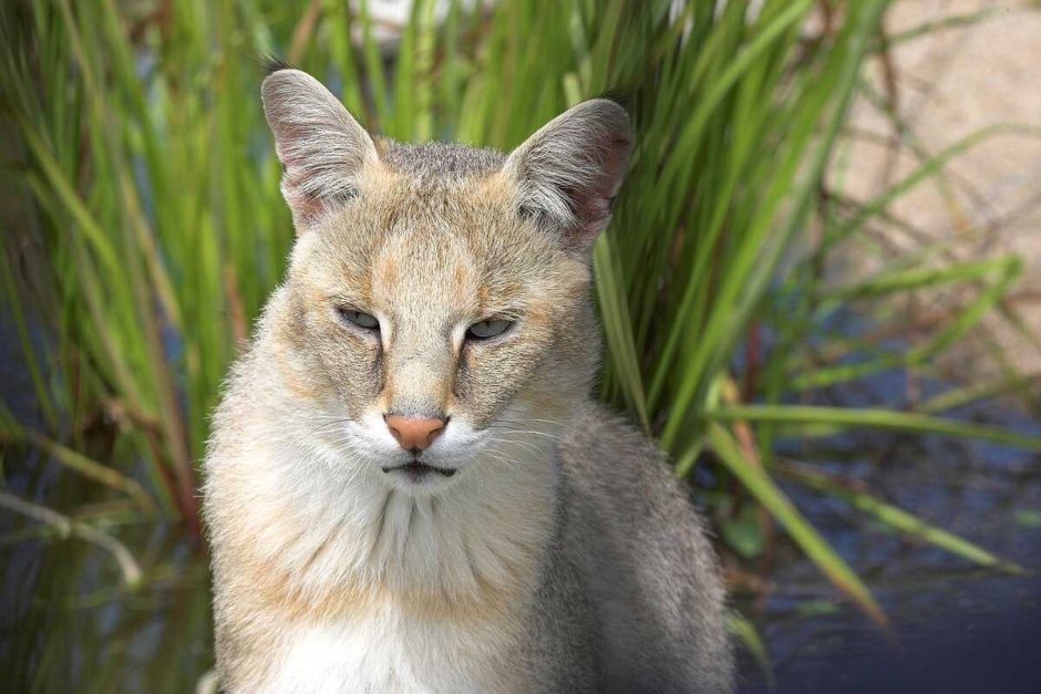 Камышовый кот (Хаус) (Felis Chaus)