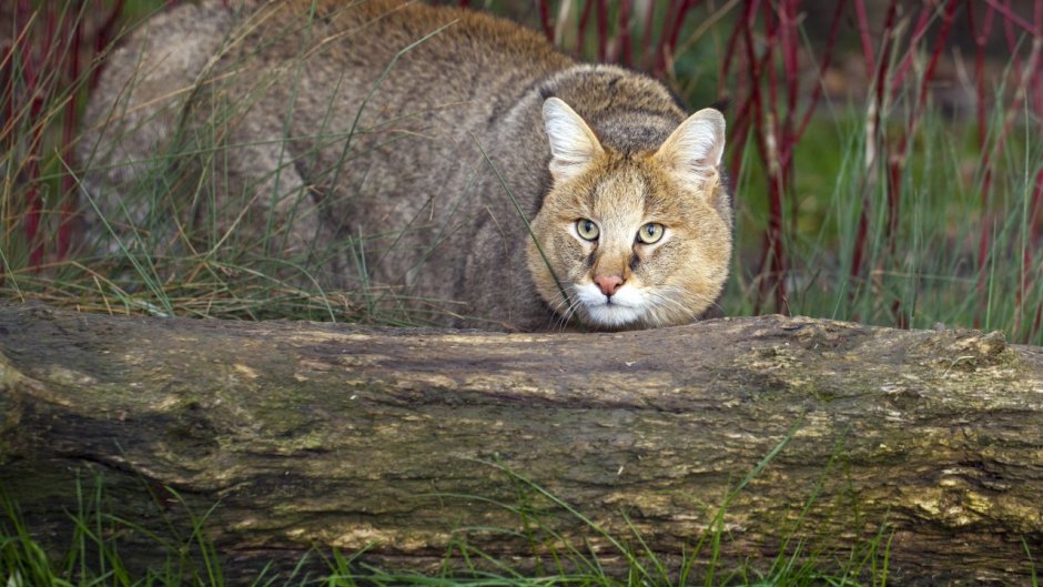 Камышовый кот (Хаус) (Felis Chaus)