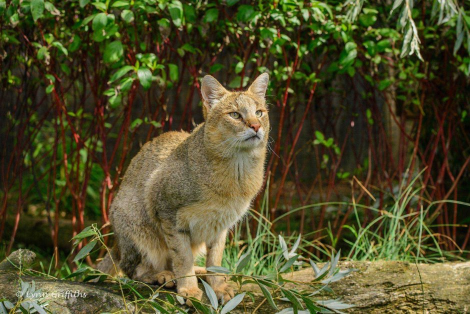 Кавказский камышовый кот (Felis Chaus)