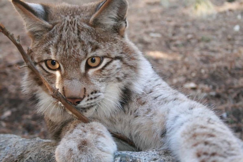 Европейский Лесной кот камышовый