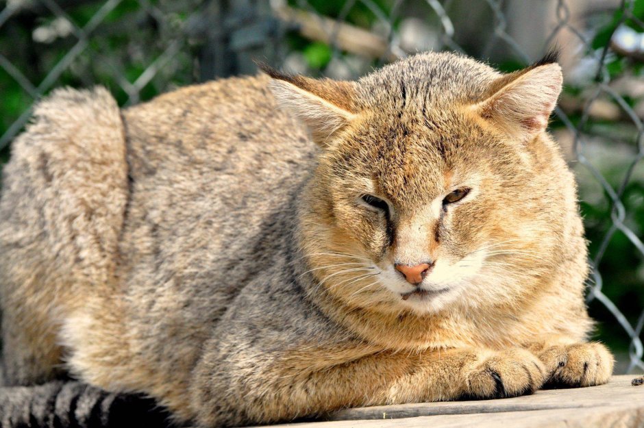 Европейский дикий Лесной кот