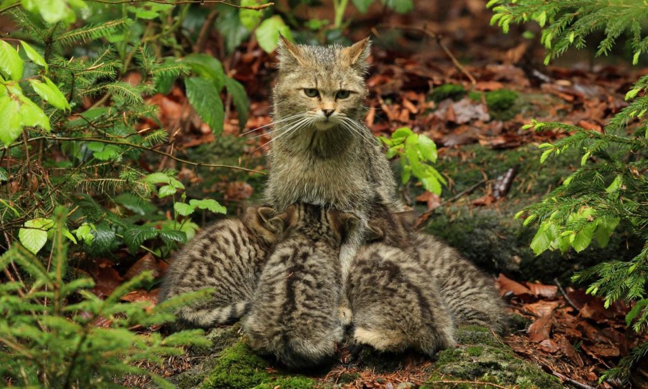 Шотландский дикий Лесной кот