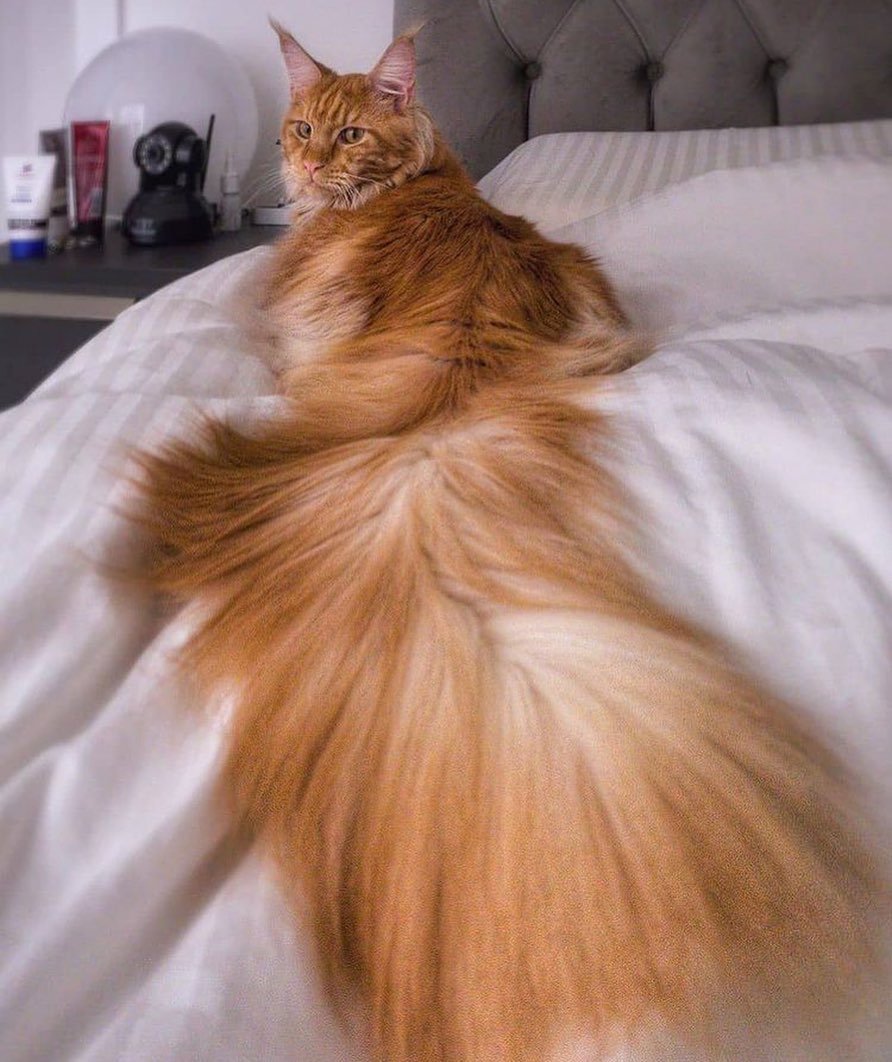 Кот Сигнус с самым длинным хвостом