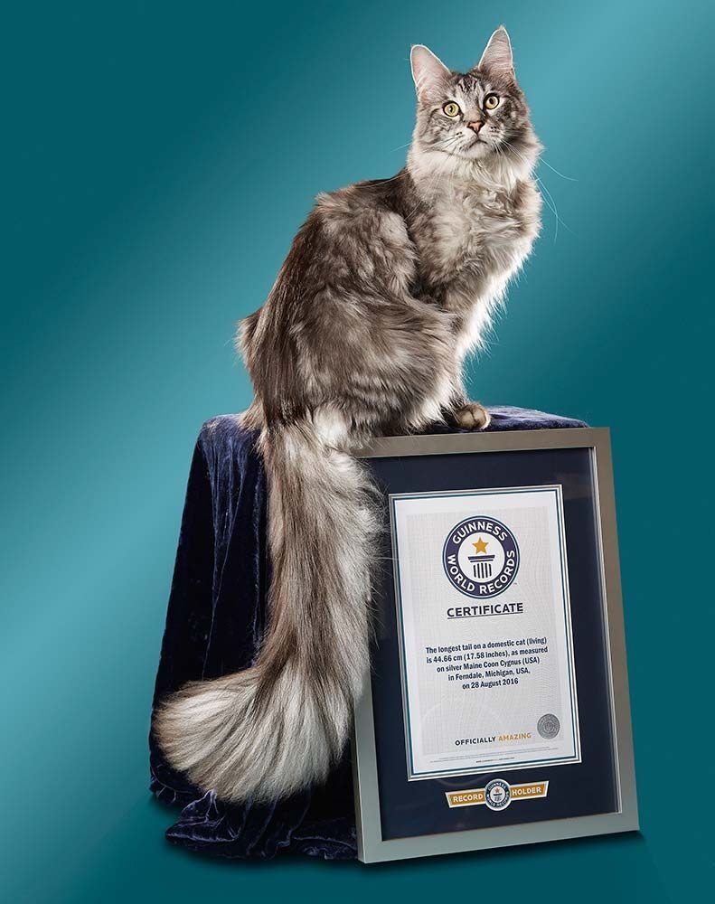 Сибирский кот белый