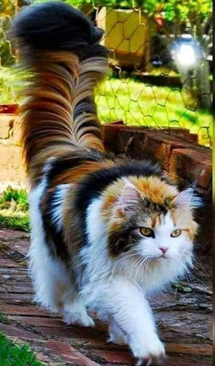 Рыже белая пушистая кошка