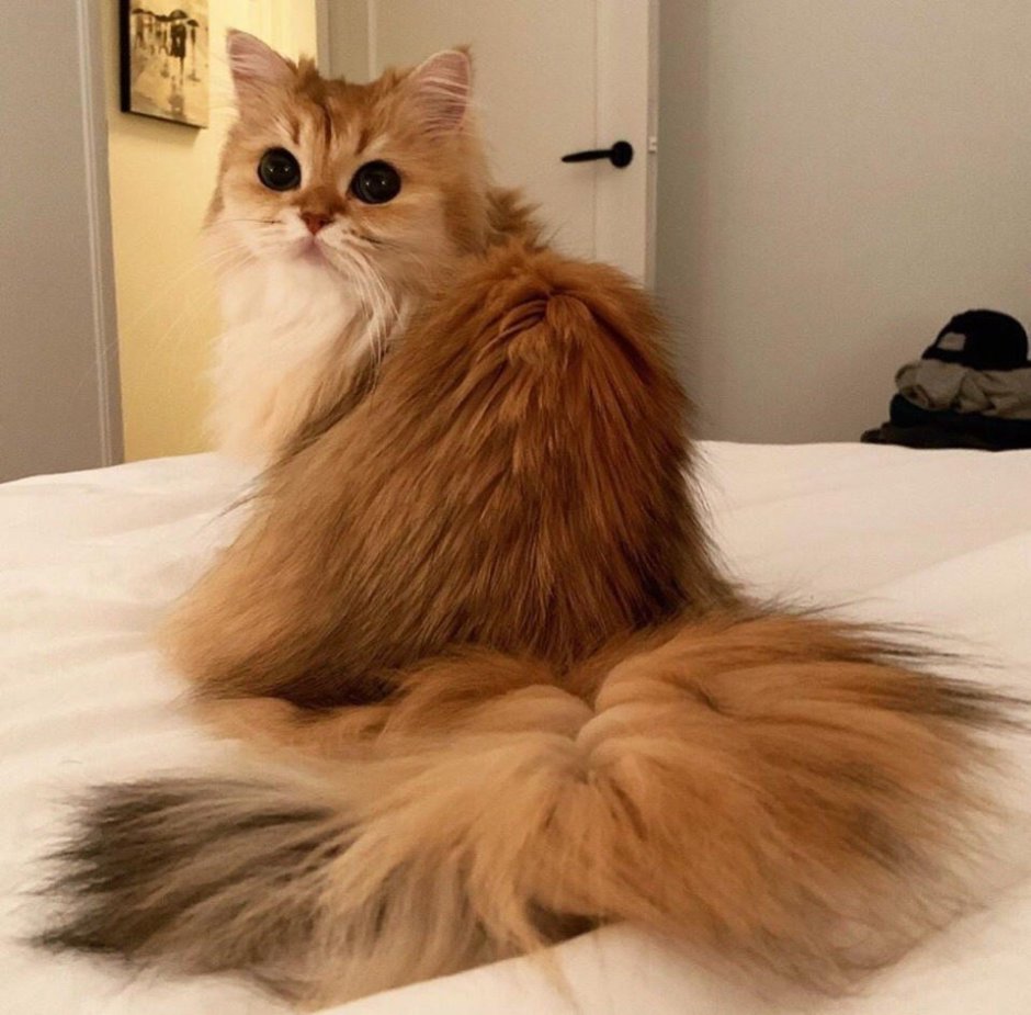 Кошка смузи порода