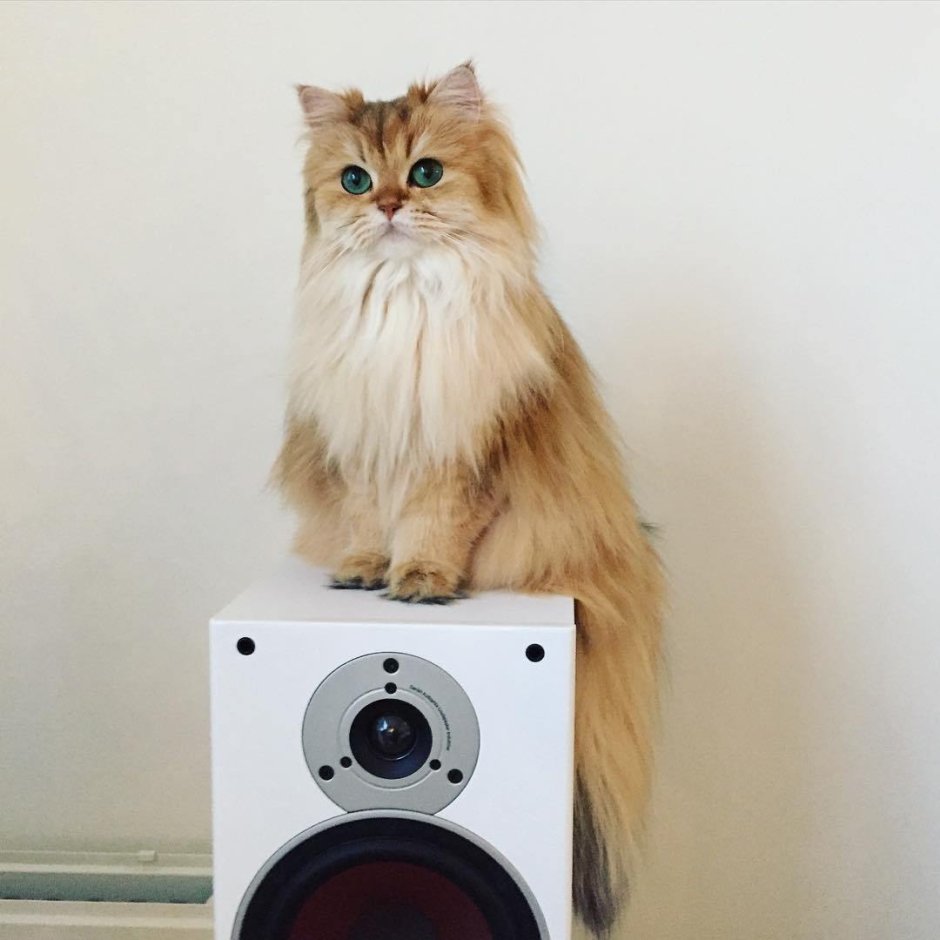 Мейн кун пятнистый