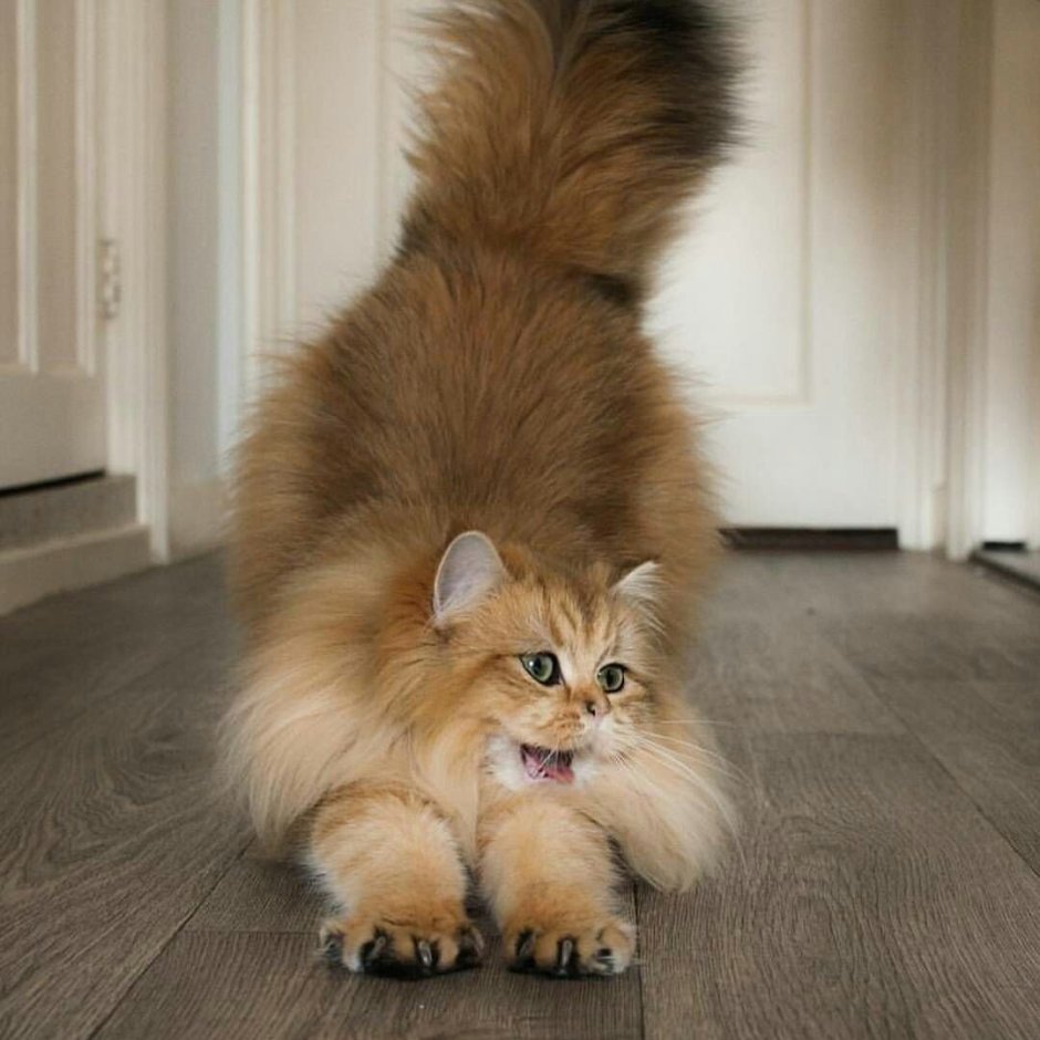 Кошка с пушистым хвостом