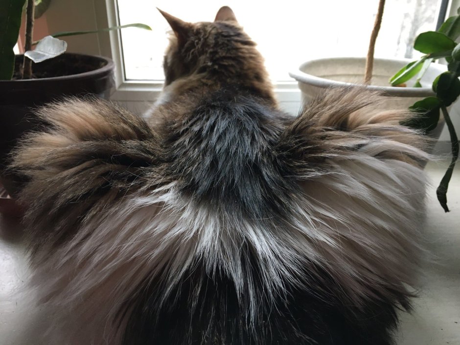 Персидская длинношерстная кошка Джуно