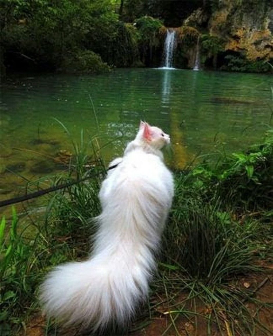 Добрая пушистая кошка