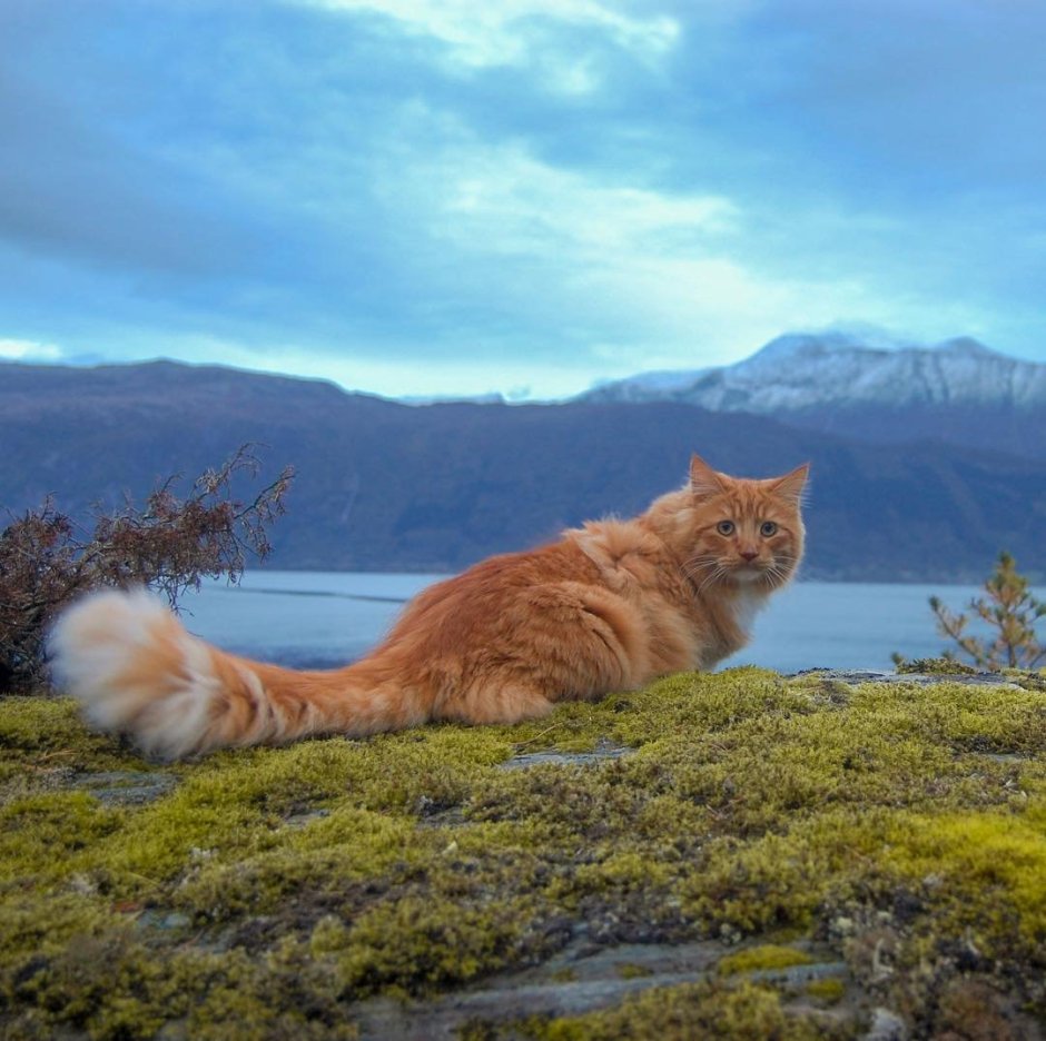 Smoothie the Cat порода