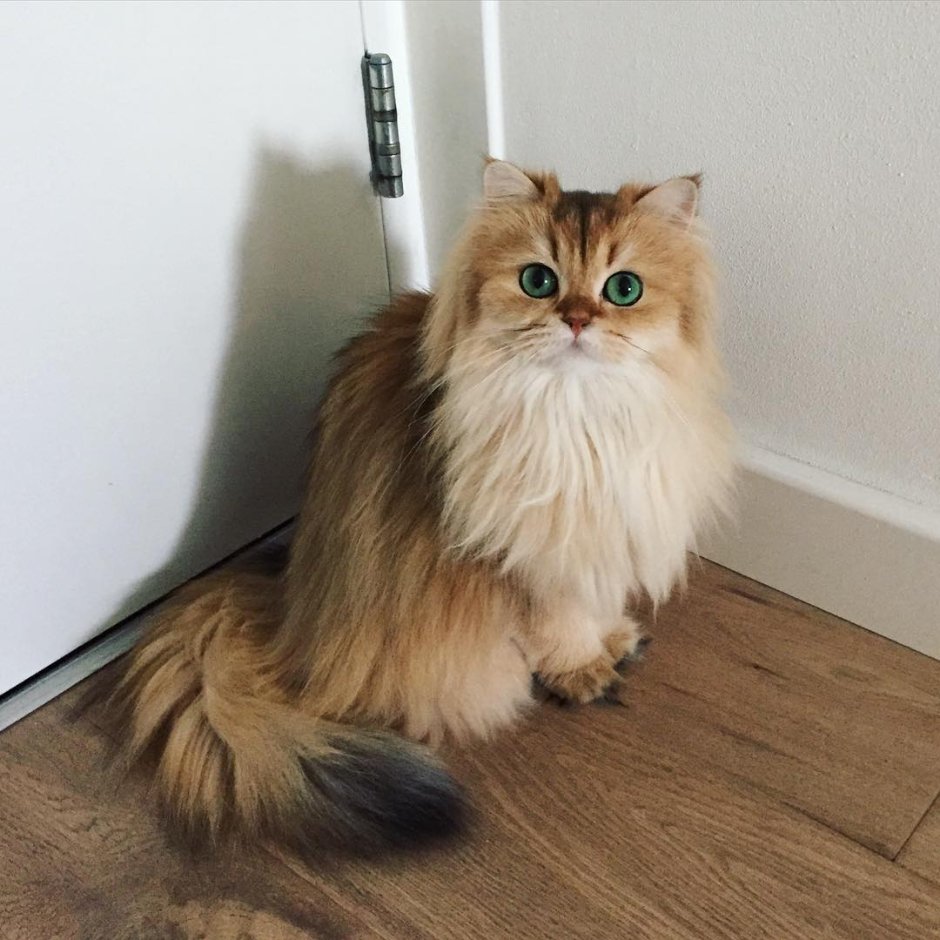 Британская длинношерстная кошка смузи