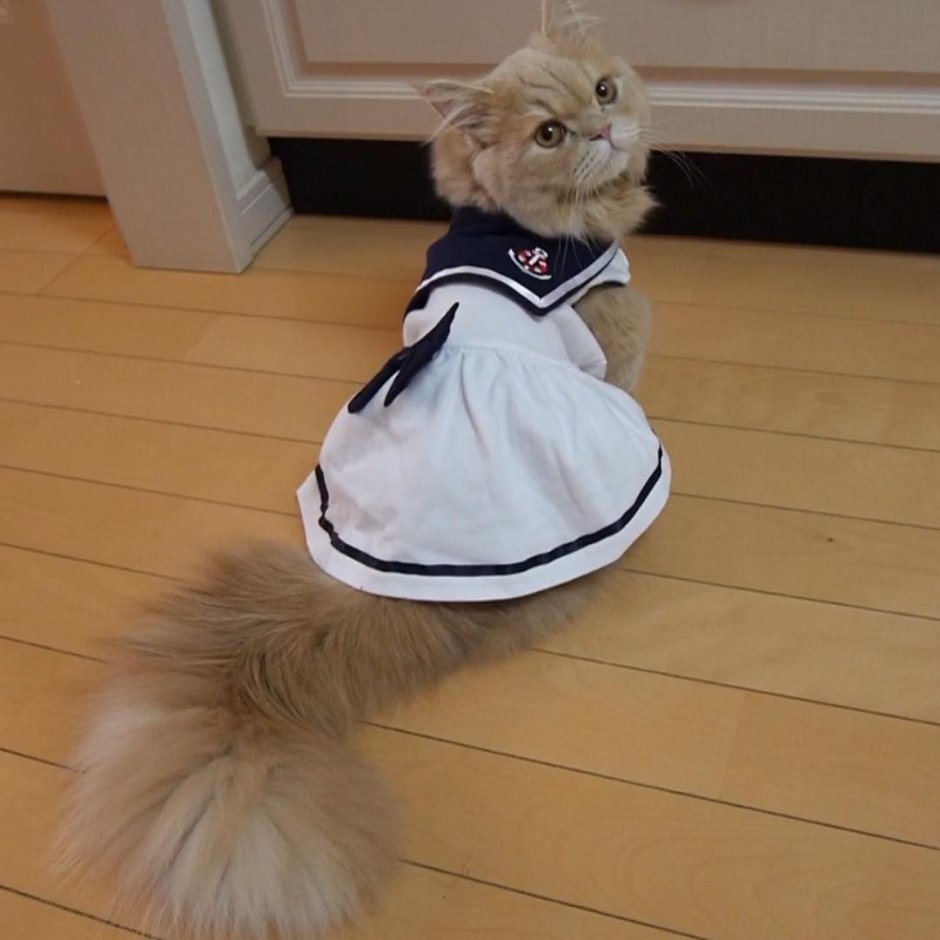 Коты с пушистыми хвостами