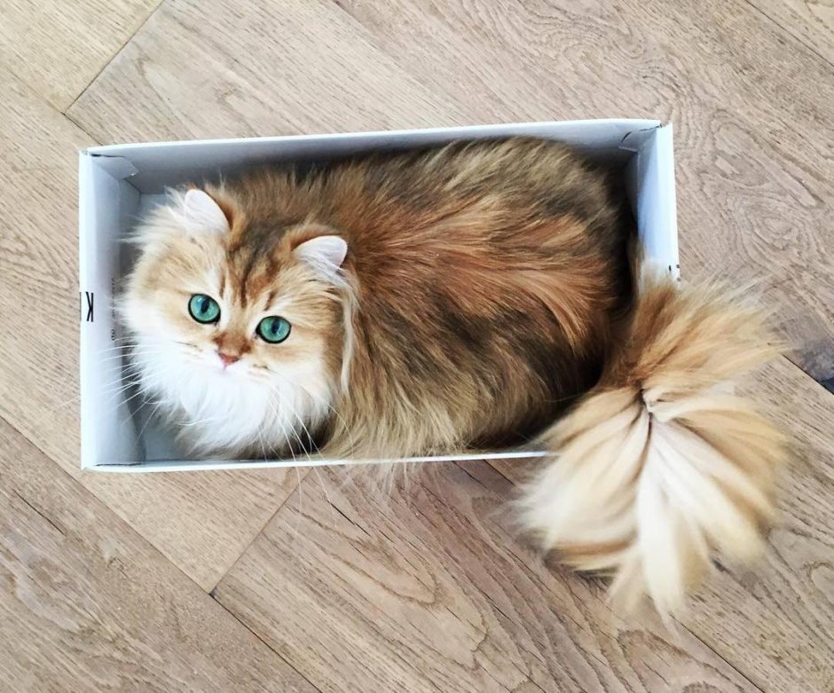 Самая длинношерстная кошка в мире