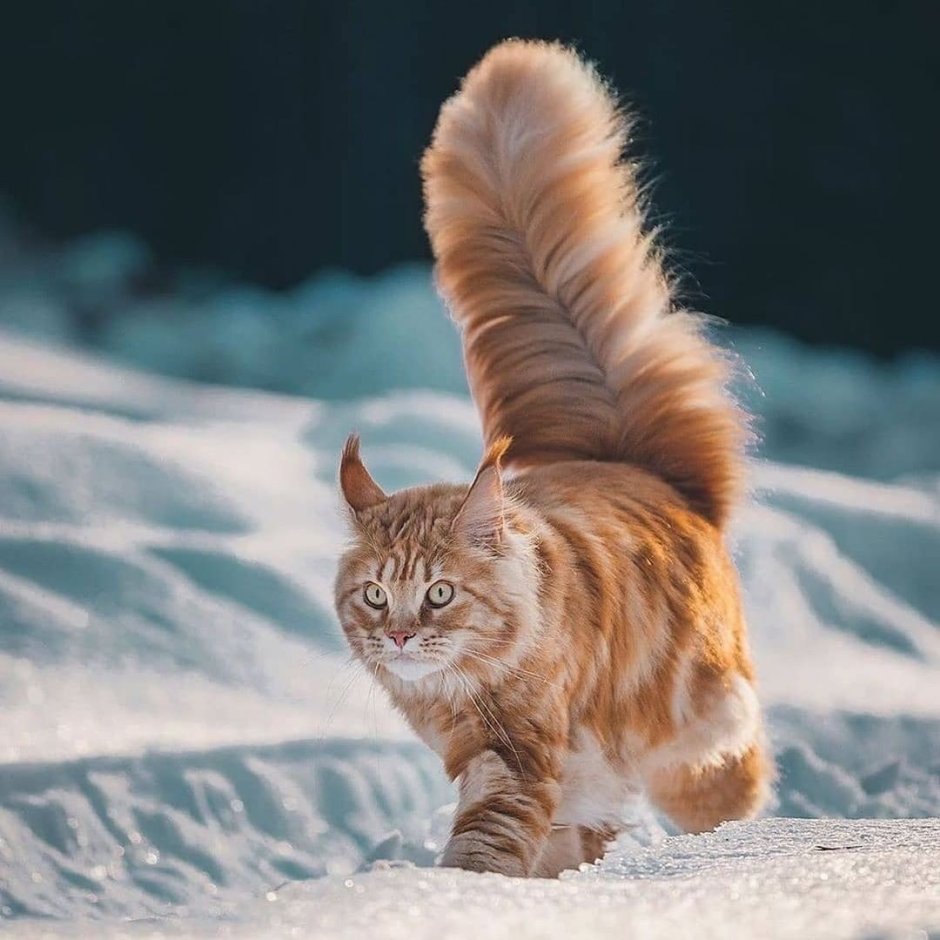 Коты с пушистыми хвостами