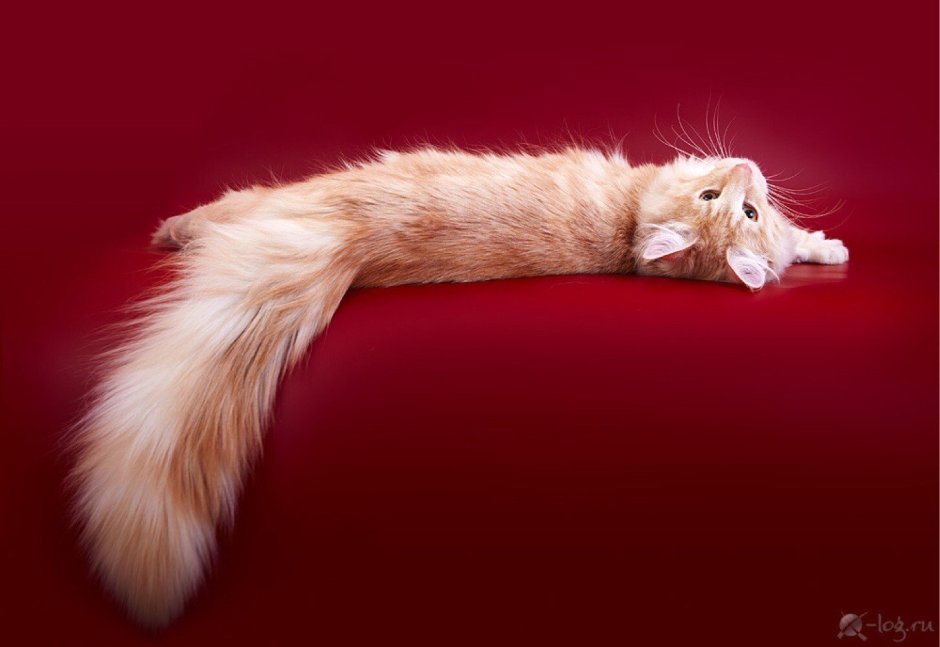 Мейн кун рекорд Гиннесса