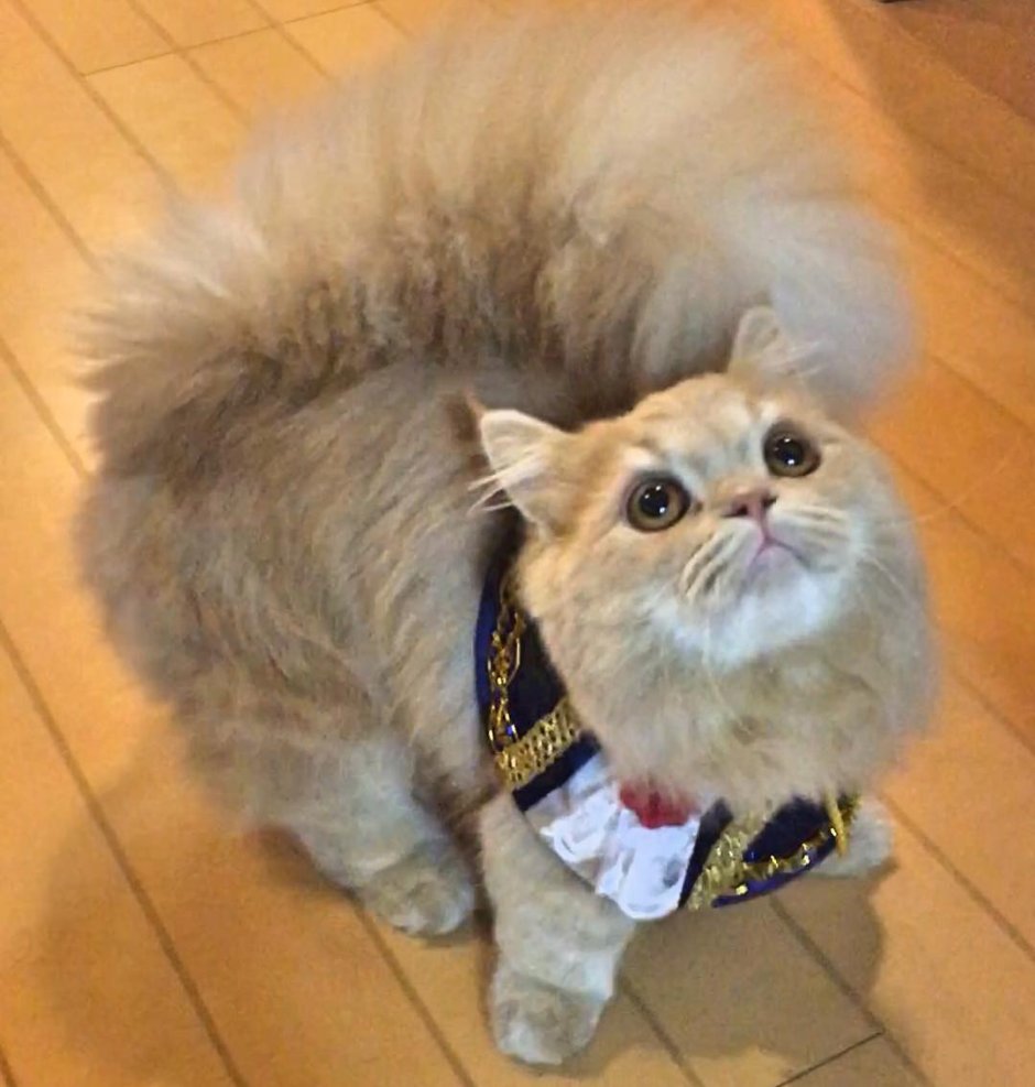 Мейн кун и Норвежская Лесная