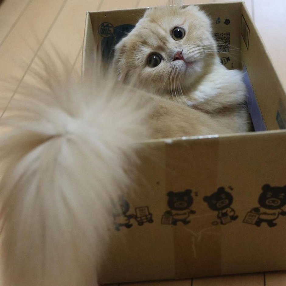 Кот с очень пушистым хвостом