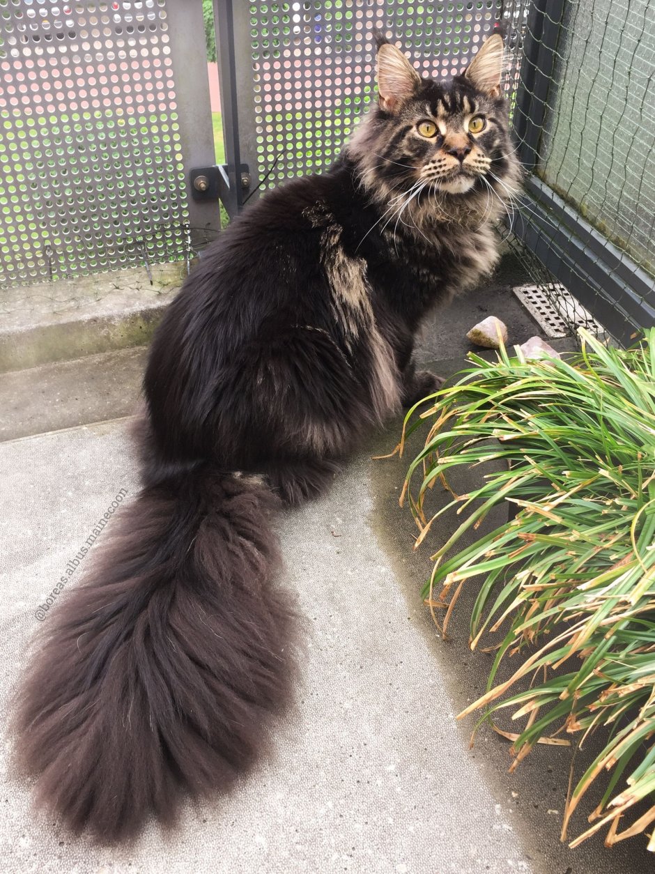 Черные кошки с пушистым хвостом