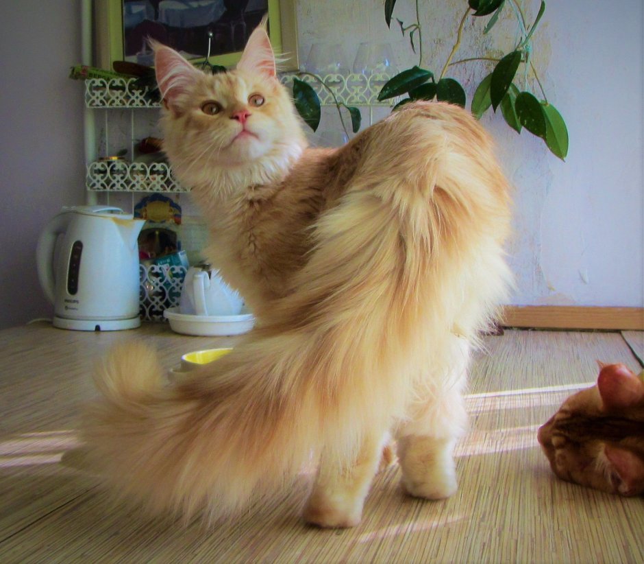 Кот с павлиньим хвостом