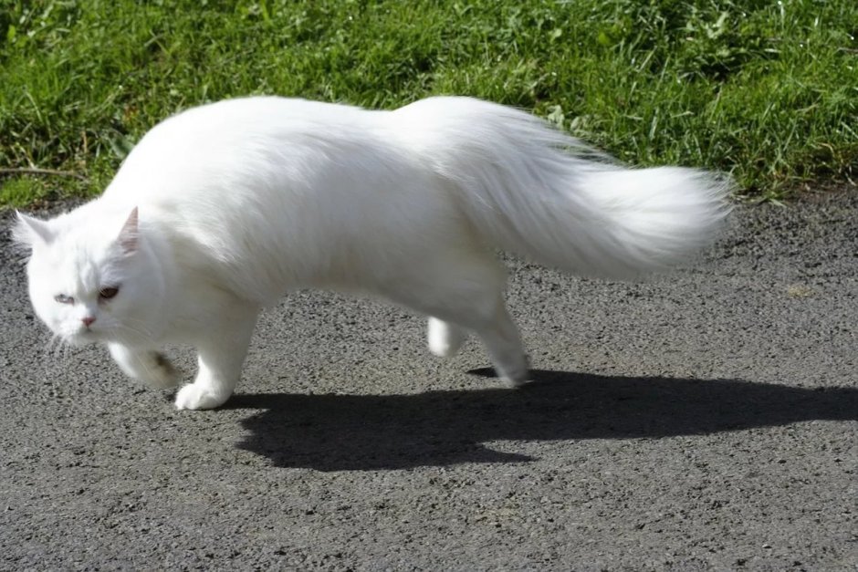 Британская длинношерстная смузи котенок