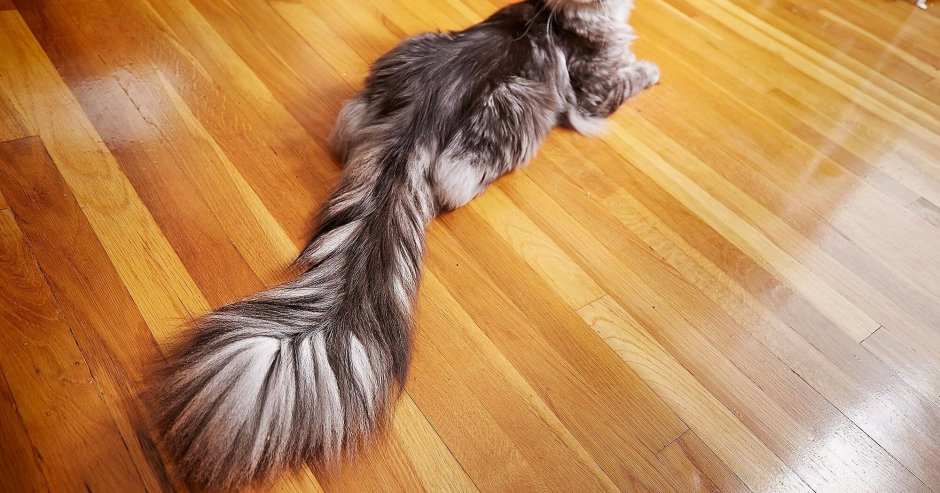 Пушистый кот с беличьим хвостом порода