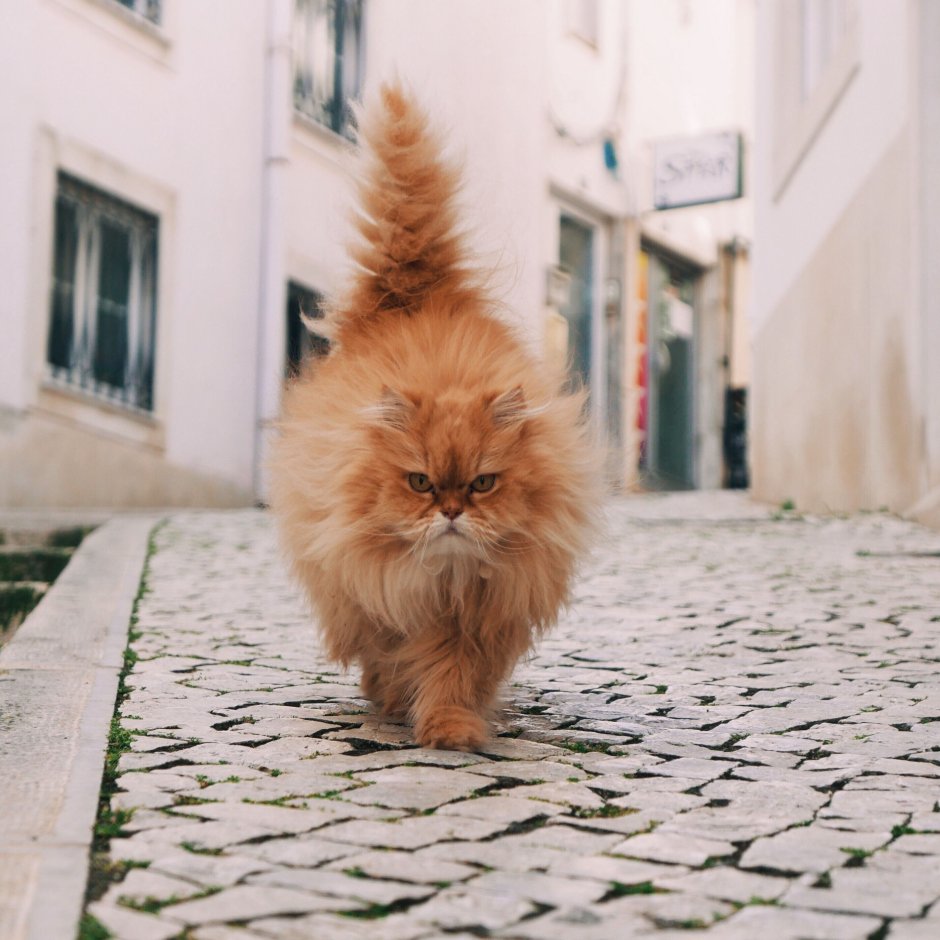 Сибирская длинношерстная