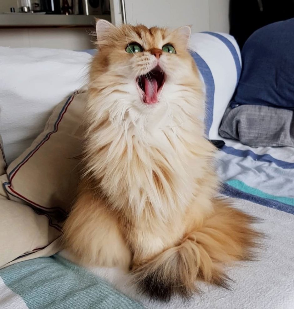 Коты из инстаграмма