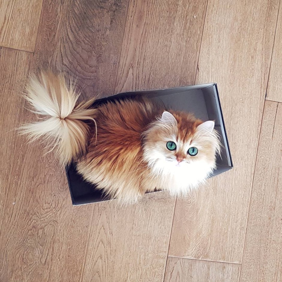 Кот смузи порода