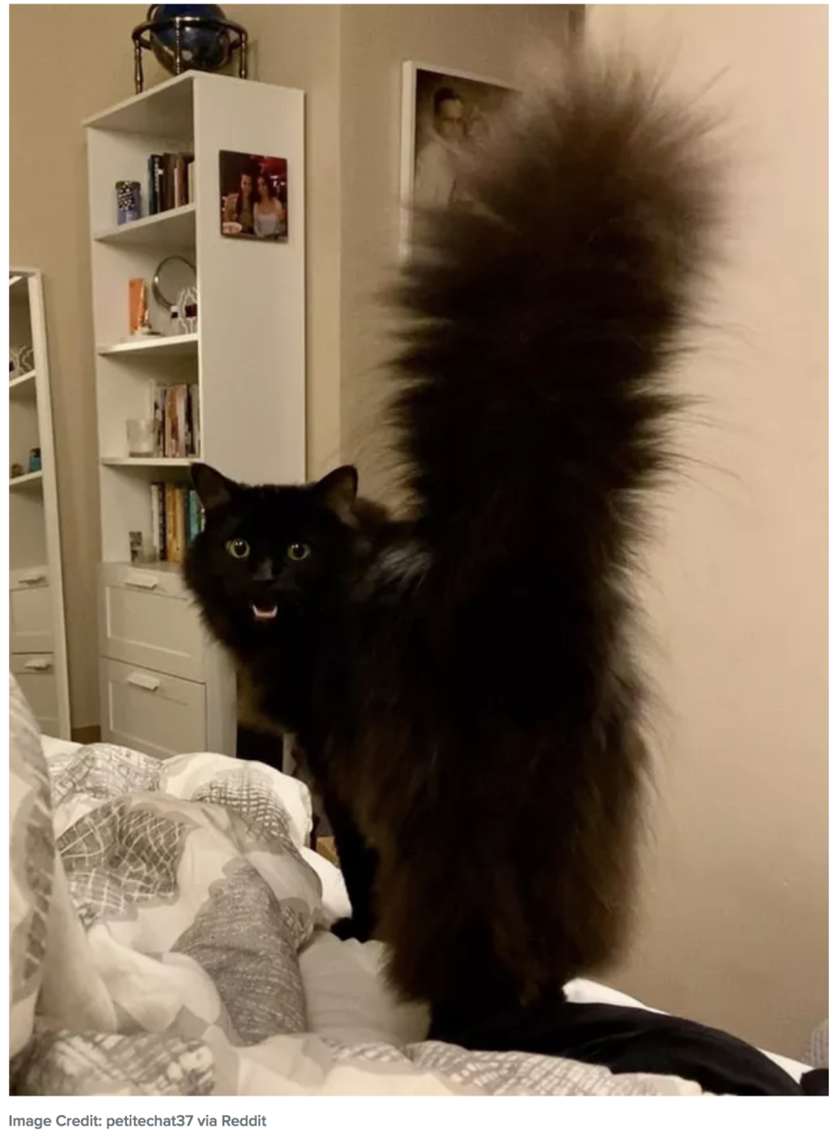 Самый фотогеничный кот