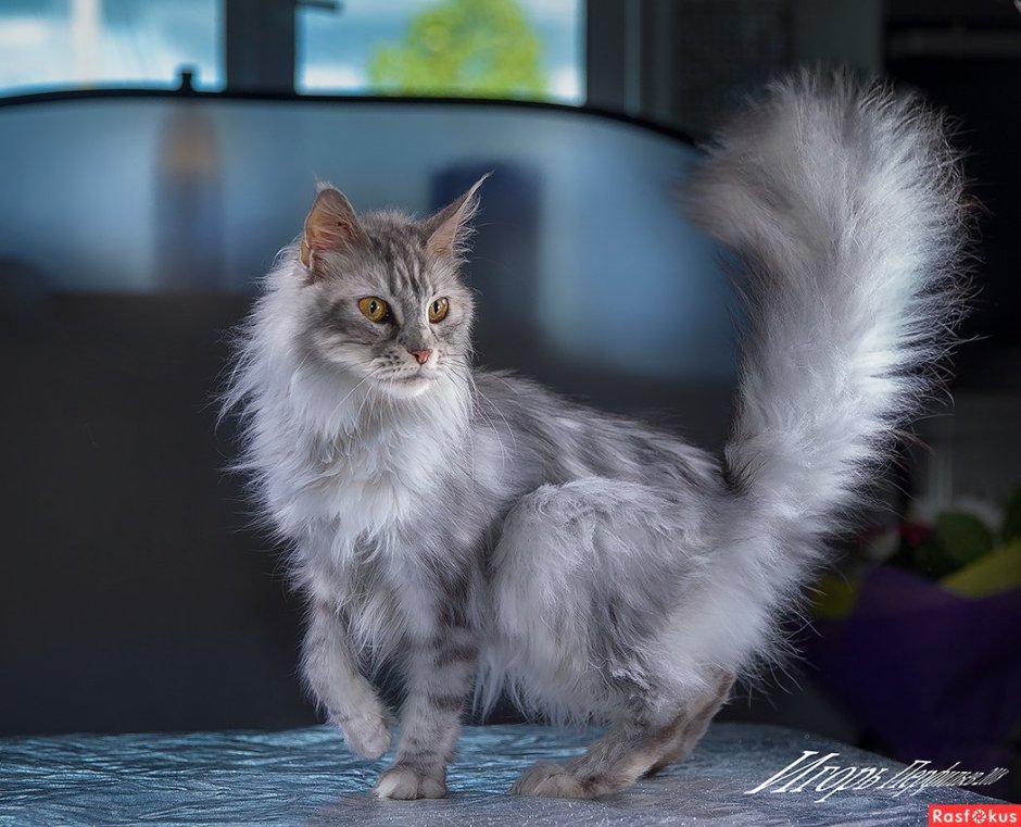 Кошка с распущенным хвостом