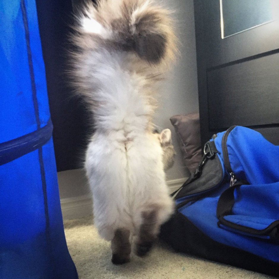 Мейн кун кошка с пушистым хвостом