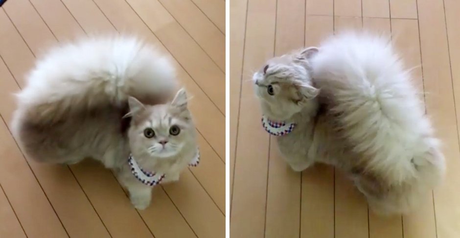 Кот Сигнус с самым длинным хвостом