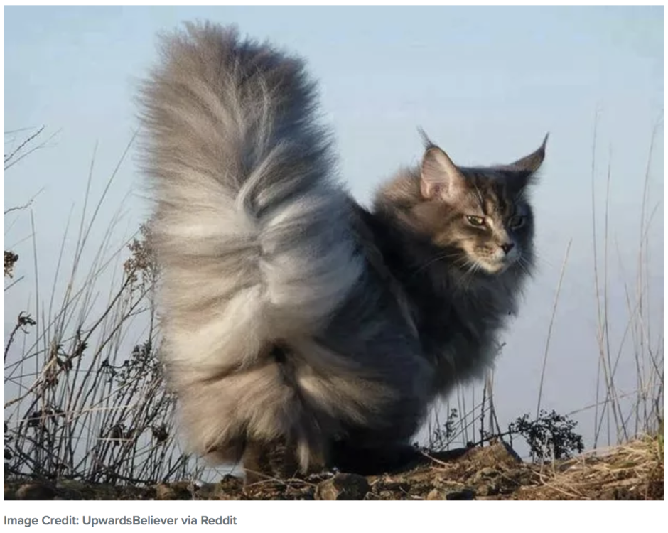 Мейн кун альбинос