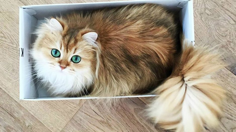 Британские длинношерстные котята хвостик