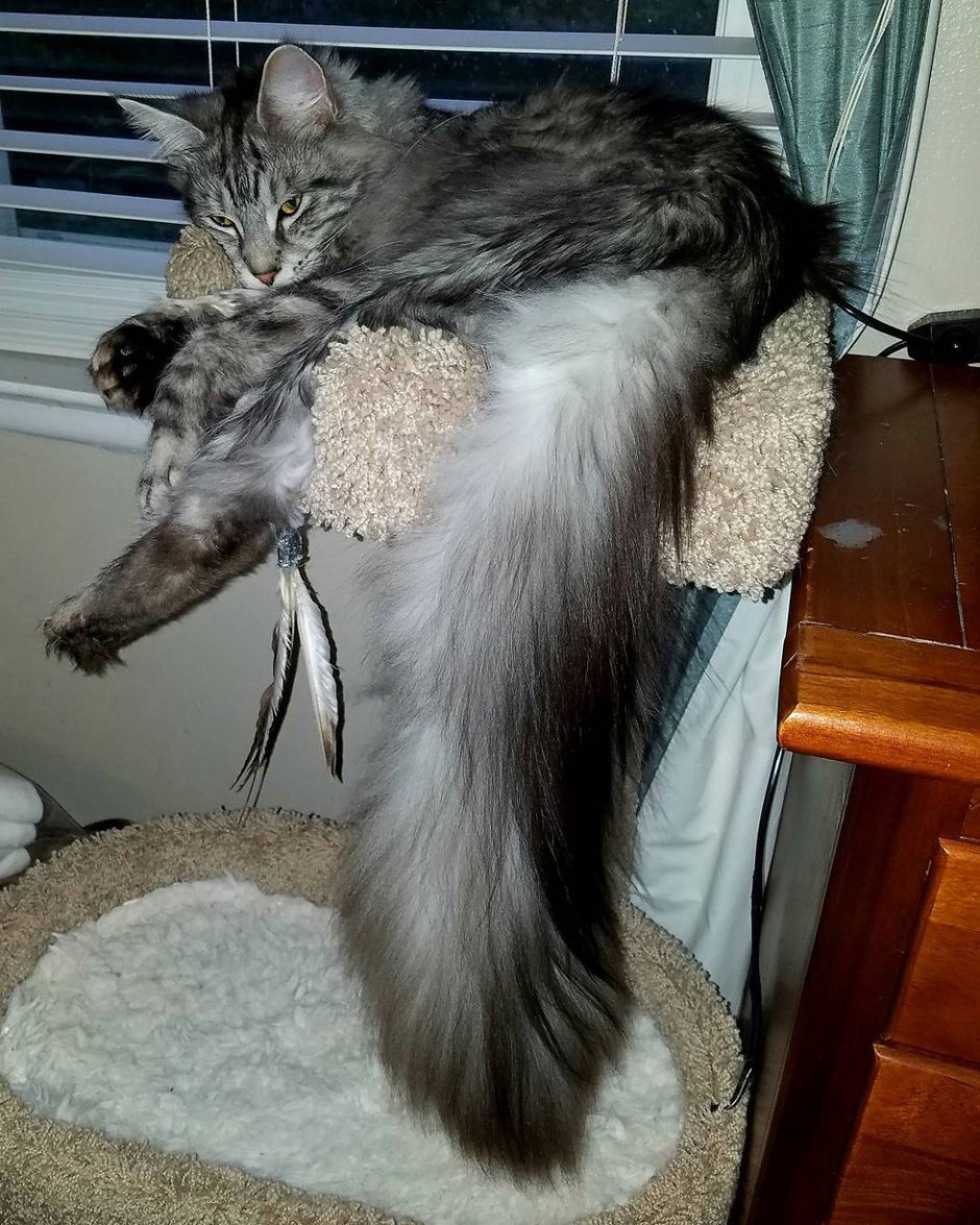 Коты Рэгдолл