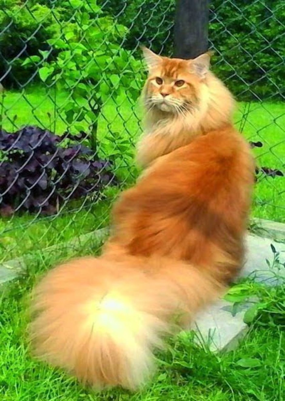 Вислоухий экзот Манчкин