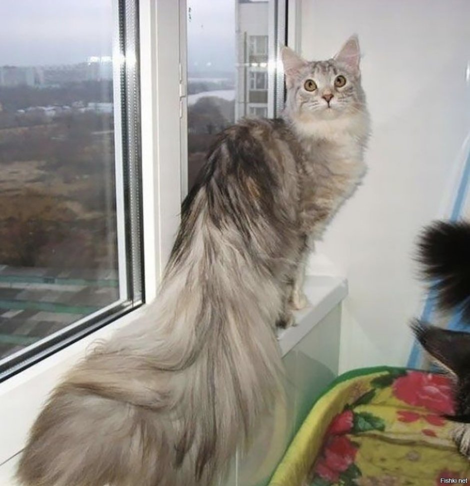 Снежный Мейн кун