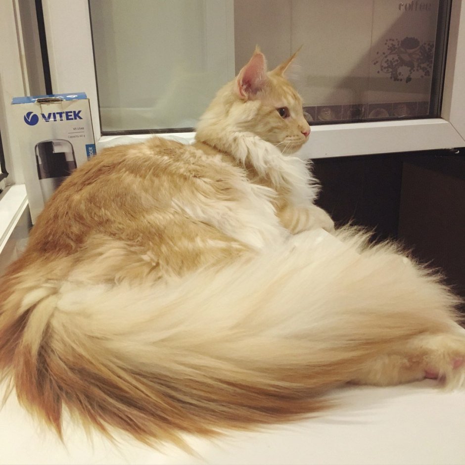 Мейн кун черный с хвостом