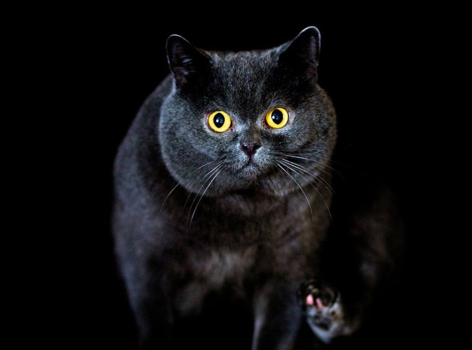Кот британец черный