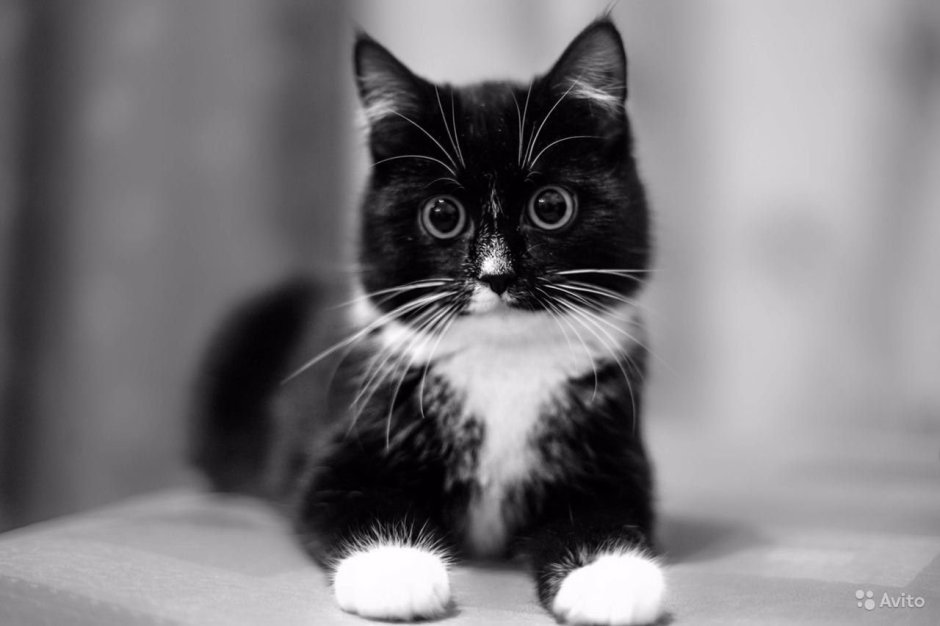 Кошки маленькие красивые породистые