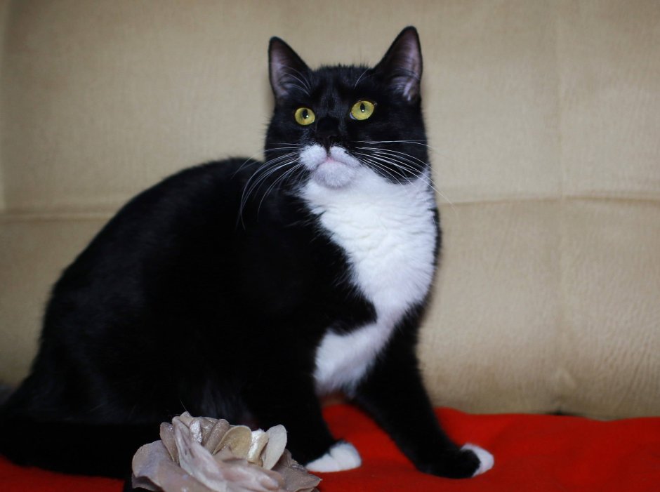 Котик черно белый