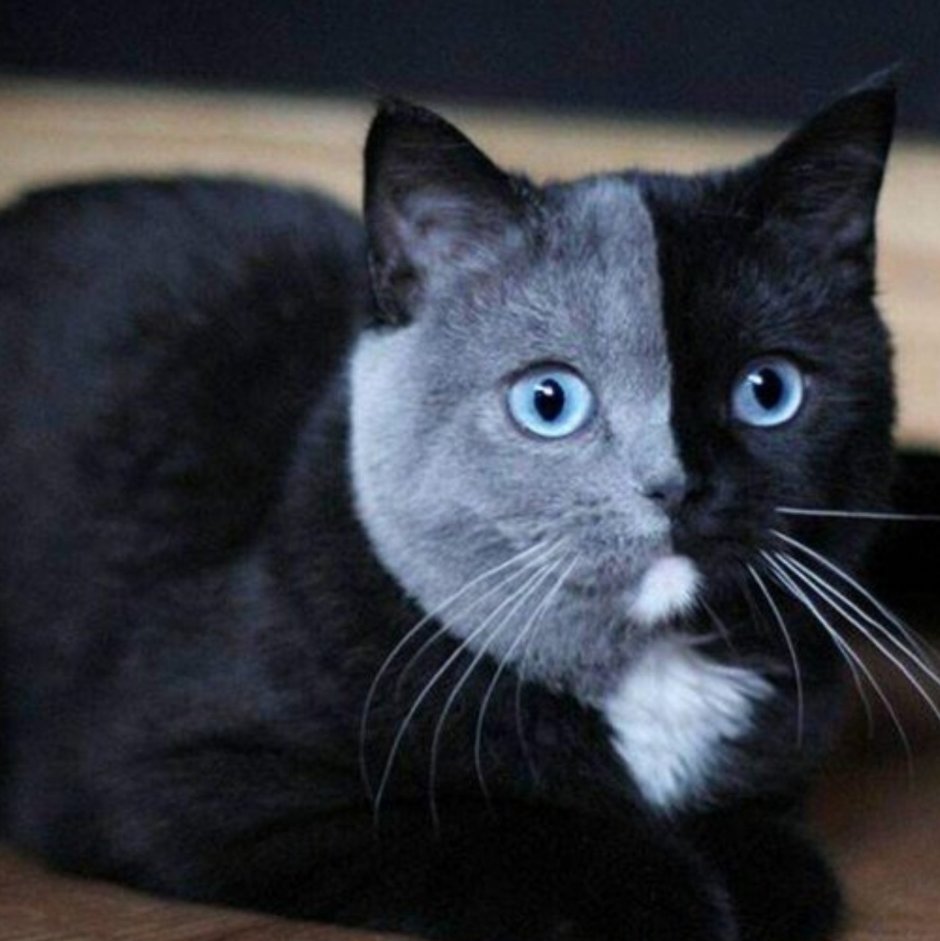 Серо белые коты