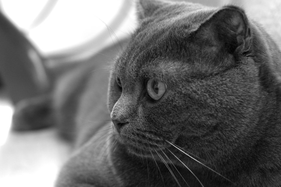 Британец кот