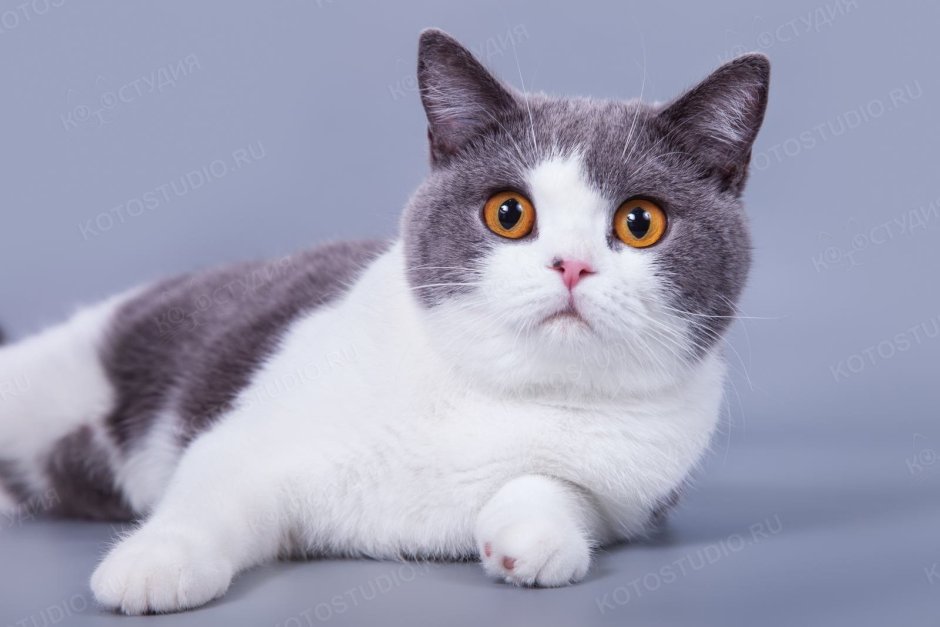 Кот британец биколор