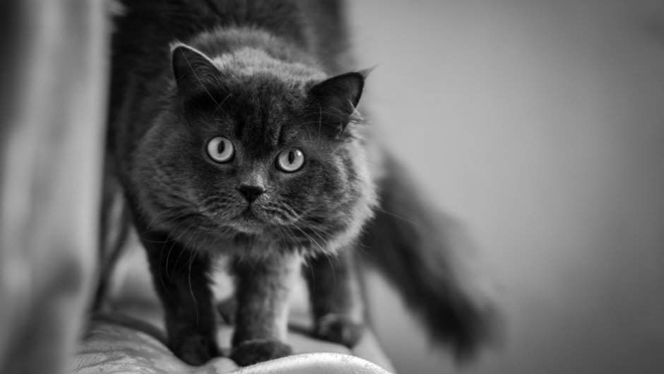 Морда британского кота