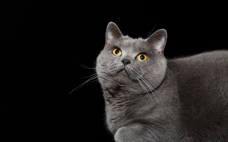 Коты чёрно белые на белом фоне